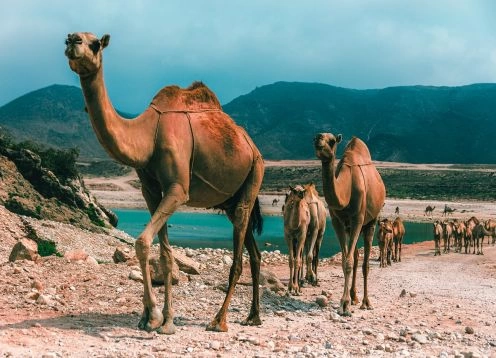 Salalah, OMAN