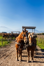 Valle de Colchagua, Información, Tour del Vino.  Valle De Colchagua - CHILE