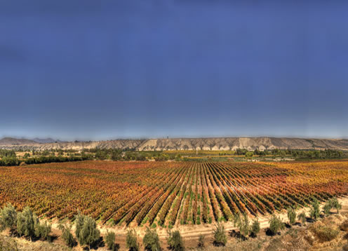 Valle del Limarí, Ovalle - CHILE 