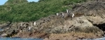 Pingüineras Puñihuil, Ancud, Reserva Nacional, Tour, Chiloe.  Ancud - CHILE