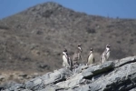 Reserva Nacional Pinguino de Humboldt.  La Serena - CHILE