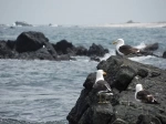 Reserva Nacional Pinguino de Humboldt.  La Serena - CHILE