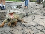 Parque Seminario también conocido como el Parque de las Iguanas , Guayaquil, Ecuador. que ver, que visitar.  Guayaquil - ECUADOR