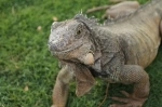 Parque Seminario también conocido como el Parque de las Iguanas , Guayaquil, Ecuador. que ver, que visitar.  Guayaquil - ECUADOR