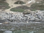 Isla Choros .  Punta de Choros - CHILE