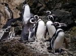 Pingüineras Puñihuil, Ancud, Reserva Nacional, Tour, Chiloe.  Ancud - CHILE