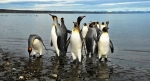 Parque Pinguino Rey, Punta Arenas, Informacion, como llegar, que ver, Porvenir, Chile.  Porvenir - CHILE