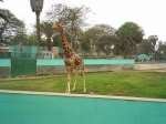 Parque de las Leyendas.  Lima - PERU