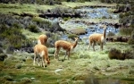 Reserva Nacional Las Vicunas.  Putre - CHILE