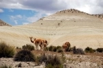 Reserva Nacional Las Vicunas.  Putre - CHILE