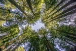 Monumento Nacional Bosques de Muir.  San Francisco, CA - ESTADOS UNIDOS