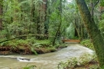 Monumento Nacional Bosques de Muir.  San Francisco, CA - ESTADOS UNIDOS