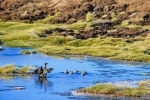 Parque Nacional Lauca,  Lago Chungara, Excursión, paseo, Chungara, Lauca, Arica, Putre.  Putre - CHILE