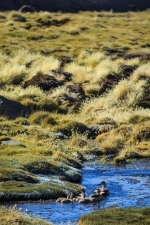 Parque Nacional Lauca,  Lago Chungara, Excursión, paseo, Chungara, Lauca, Arica, Putre.  Putre - CHILE