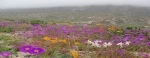 Parque Nacional Llanos de Challes.  Vallenar - CHILE