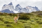 Parque Nacional Torres del Paine, Guia e informacion.  Puerto Natales - CHILE