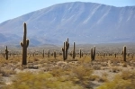 Parque Nacional Los Cardones, Parques nacionales, Argentina, Salta.  Payogasta - ARGENTINA