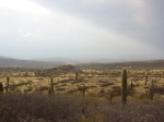 Parque Nacional Los Cardones, Parques nacionales, Argentina, Salta.  Payogasta - ARGENTINA