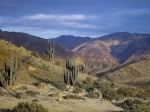 Parque Nacional Pan de Azucar - Antofagasta.  Antofagasta - CHILE