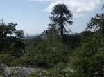 Parque Nacional Nahuelbuta.  Angol - CHILE