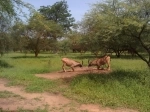 Reserva Natural de Bandia, Dakar, Senegal. Informacion, que ver, como llegar.  Dakar - SENEGAL