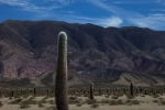 Parque Nacional Los Cardones, Parques nacionales, Argentina, Salta.  Payogasta - ARGENTINA