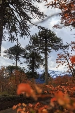 Parque Nacional Conguillío.  Lonquimay - CHILE