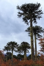 Parque Nacional Conguillío.  Lonquimay - CHILE