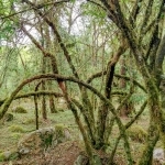 Reserva Nacional El Nogalar de Los Toldos.  San Ramon de la Nueva Oran - ARGENTINA