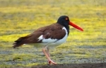 Reserva nacional El Yali.  San Antonio - CHILE