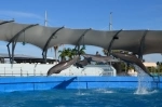 Miami Seaquarium. Guia de atracciones de Miami. que hacer, que ver, informacion.  Miami, FL - ESTADOS UNIDOS