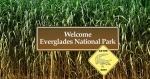 Everglades National Park, es Patrimonio de la Humanidad y se encuentra en el extremo suroeste de los Estados Unidos en el estado de Florida..  Miami, FL - ESTADOS UNIDOS