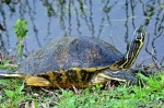 Everglades National Park, es Patrimonio de la Humanidad y se encuentra en el extremo suroeste de los Estados Unidos en el estado de Florida..  Miami, FL - ESTADOS UNIDOS