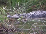 Everglades National Park, es Patrimonio de la Humanidad y se encuentra en el extremo suroeste de los Estados Unidos en el estado de Florida..  Miami, FL - ESTADOS UNIDOS