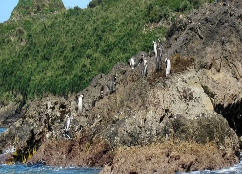 Pingineras Puihuil, Ancud