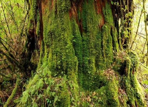 Parque Nacional Pumalín, Caleta Gonzalo