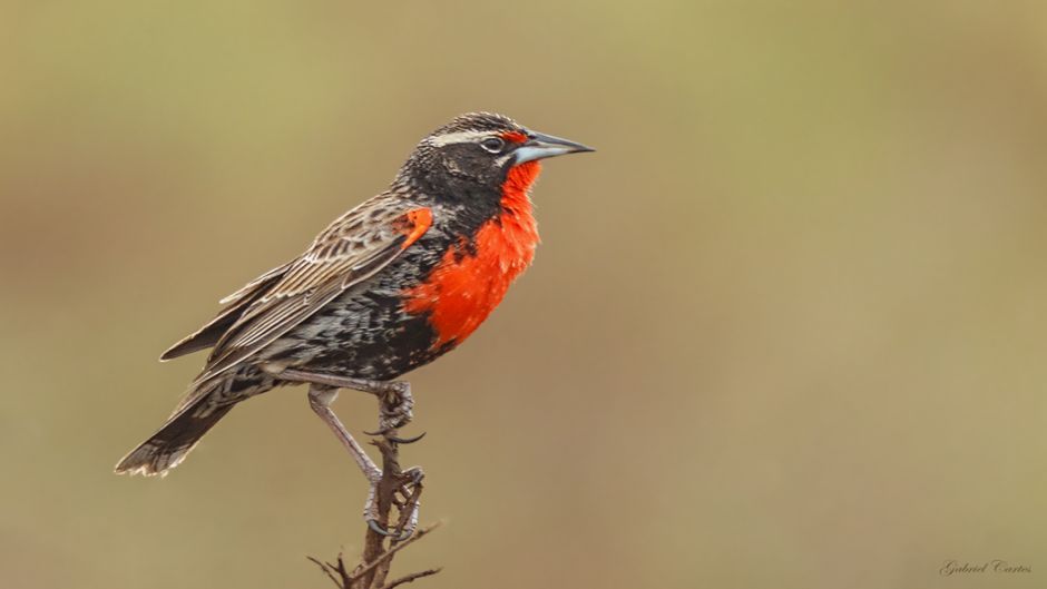 Loica Peruana, Guia de Fauna. RutaChile.   - CHILE