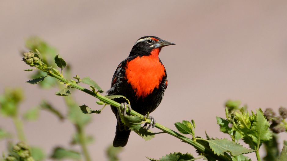 Loica Peruana, Guia de Fauna. RutaChile.   - PERU