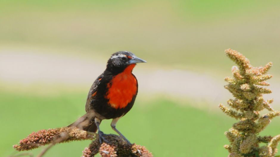 Loica Peruana, Guia de Fauna. RutaChile.   - ECUADOR