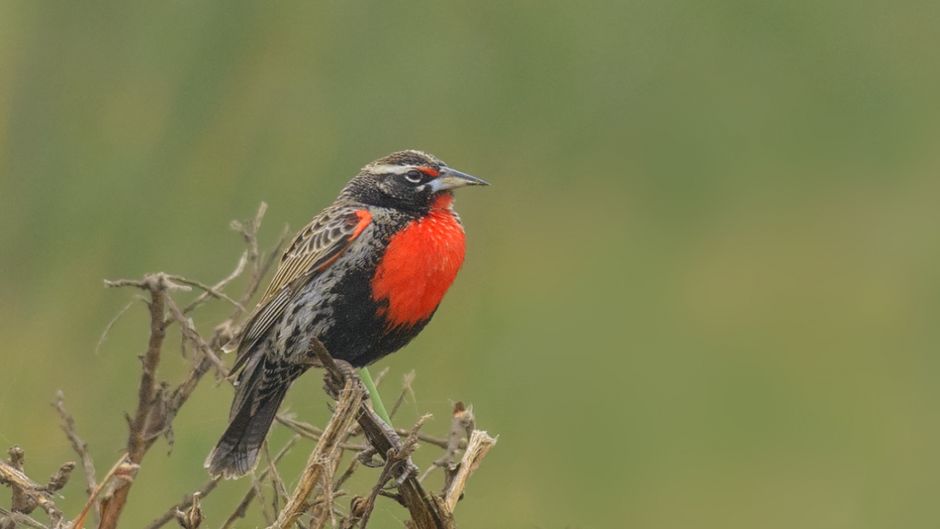 Loica Peruana, Guia de Fauna. RutaChile.   - ECUADOR