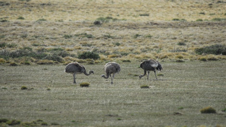 Ñandu de Magallanes, Guia de Fauna. RutaChile.   - ARGENTINA