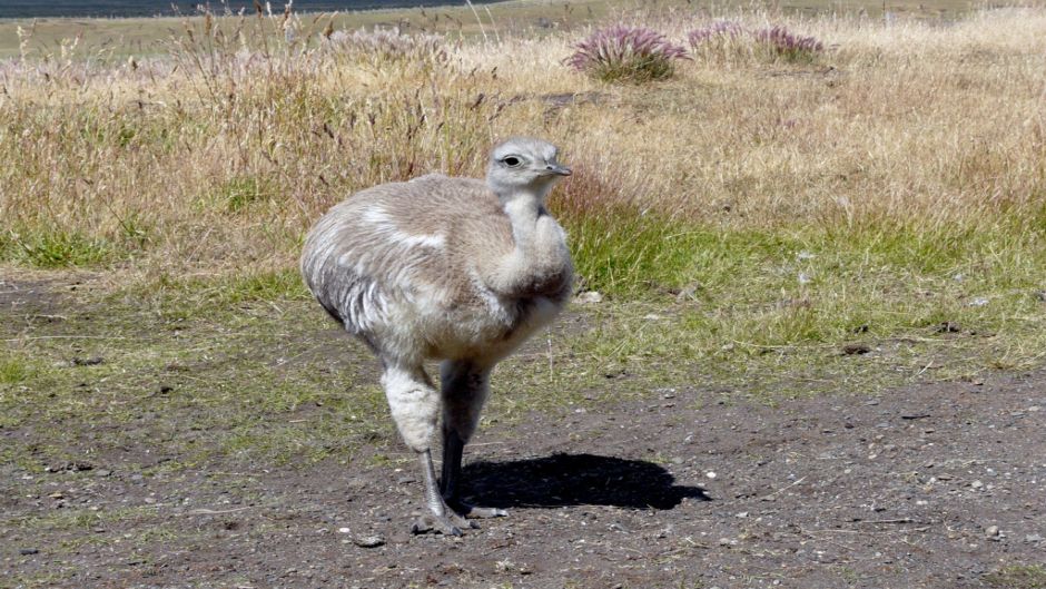 Ñandu de Magallanes, Guia de Fauna. RutaChile.   - CHILE