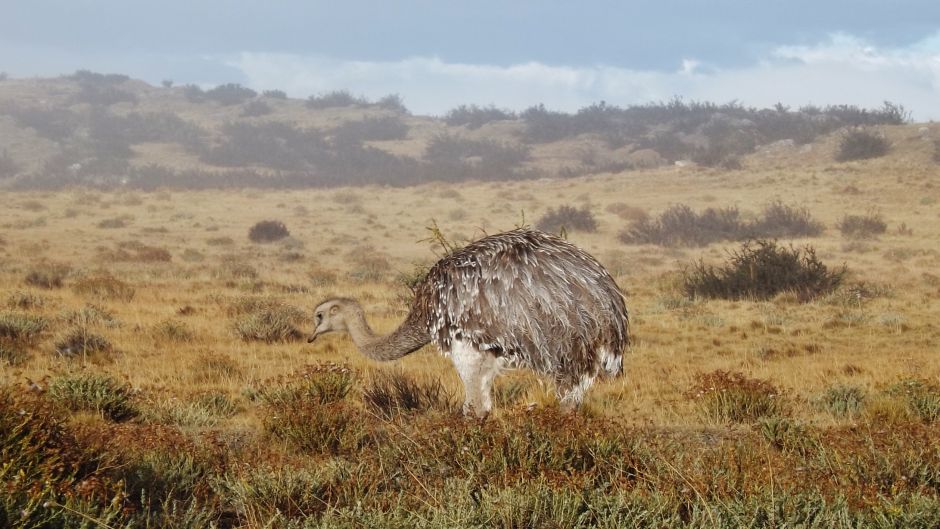 Ñandu de Magallanes, Guia de Fauna. RutaChile.   - 