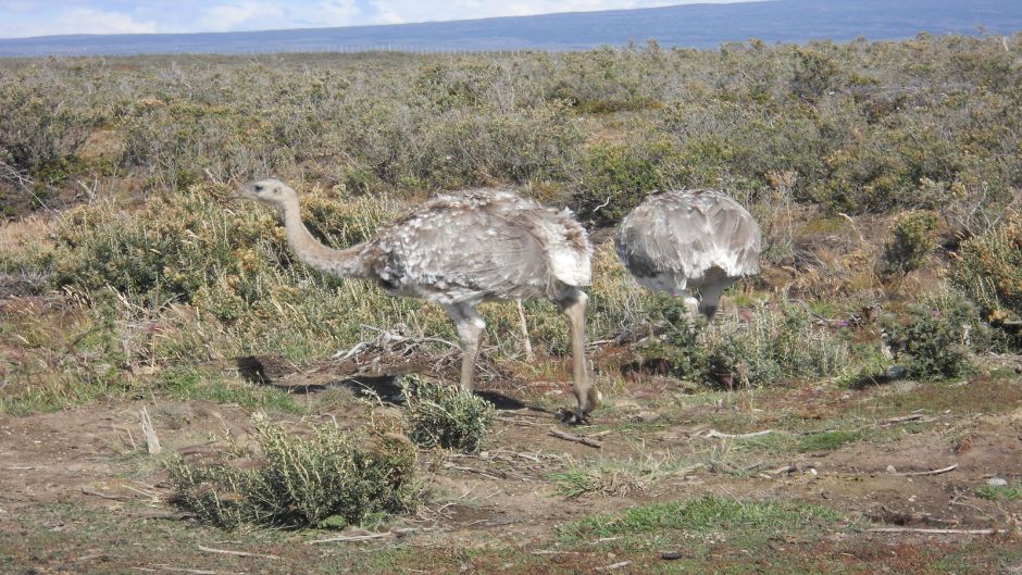 Ñandu de Magallanes, Guia de Fauna. RutaChile.   - ARGENTINA