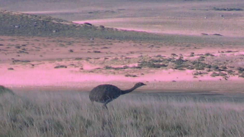 Ñandu de Magallanes, Guia de Fauna. RutaChile.   - ARGENTINA