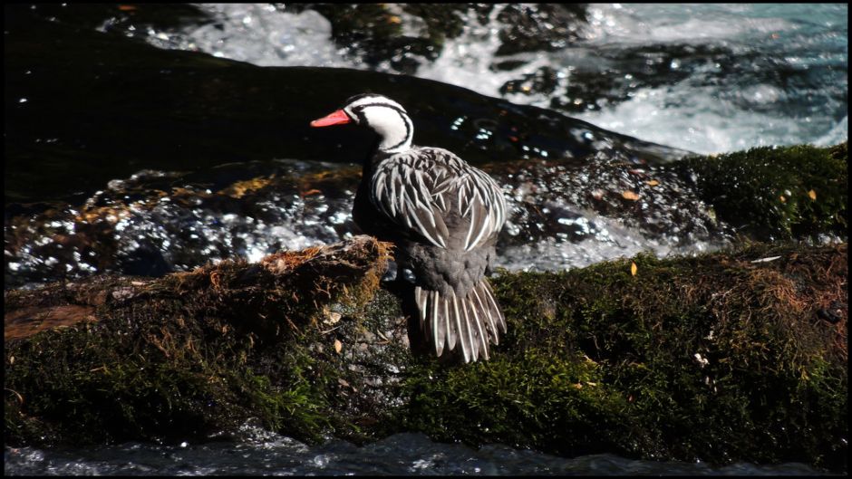 Pato Cortacorrientes, Guia de Fauna. RutaChile.   - CHILE