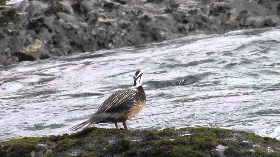 Pato Cortacorrientes, Guia de Fauna. RutaChile.   - ARGENTINA