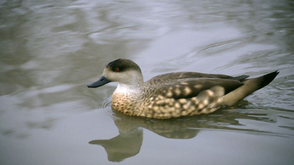 Pato Juarjal, Guia de Fauna. RutaChile.   - 