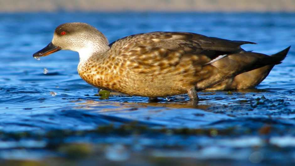 Pato Juarjal, Guia de Fauna. RutaChile.   - 