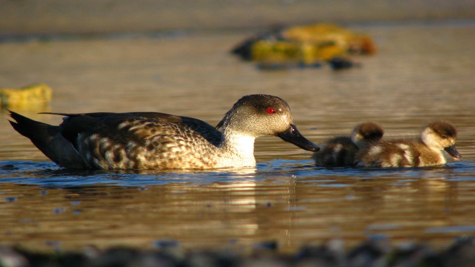 Pato Juarjal, Guia de Fauna. RutaChile.   - 